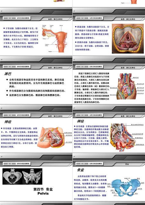 女性私处|解剖学高清图谱 女性生殖系统